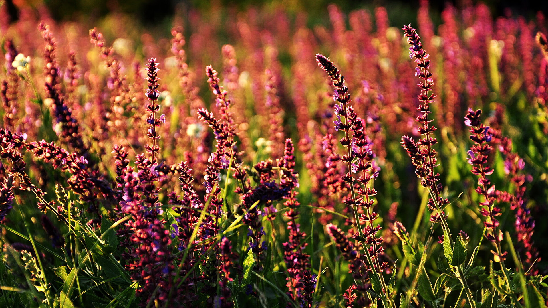 Jiuyou-【冠军故事】他们如何通过坚持训练夺得世界冠军？，世界冠军训练视频