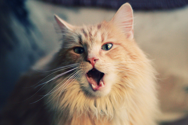 九游网页版入口-《顶级战队夺冠秘籍：战术、训练与心态三管齐下》，lol顶级战队