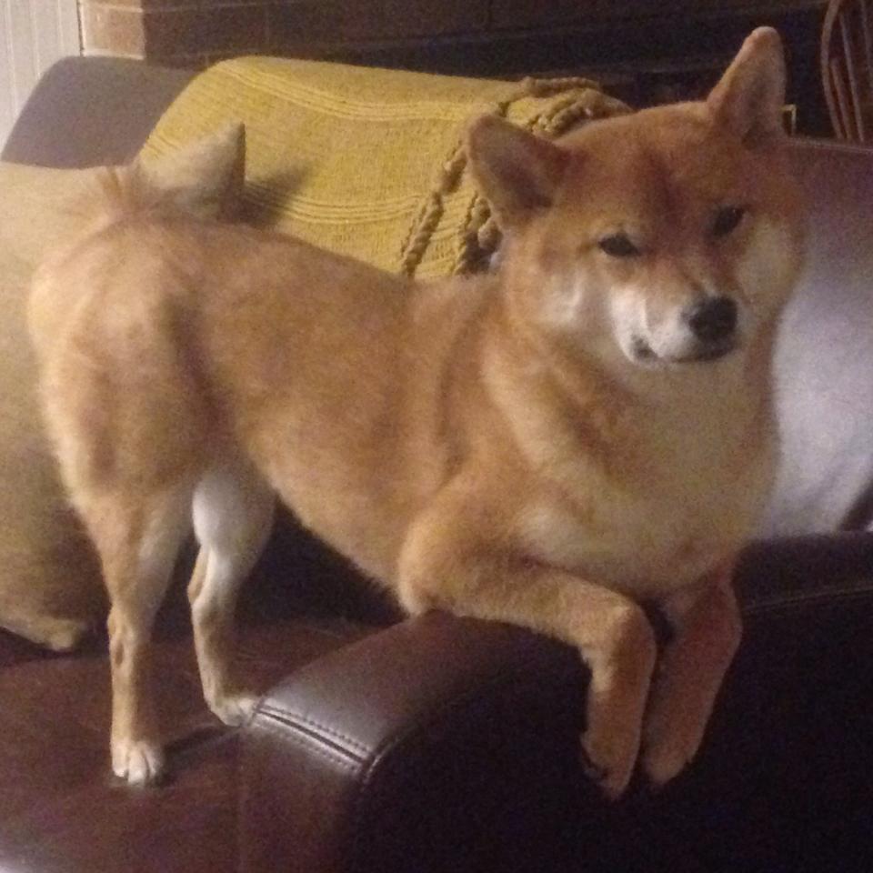 九游电脑版-意甲赛季最强阵容揭晓，球员表现亮眼，意甲赛季最佳球员