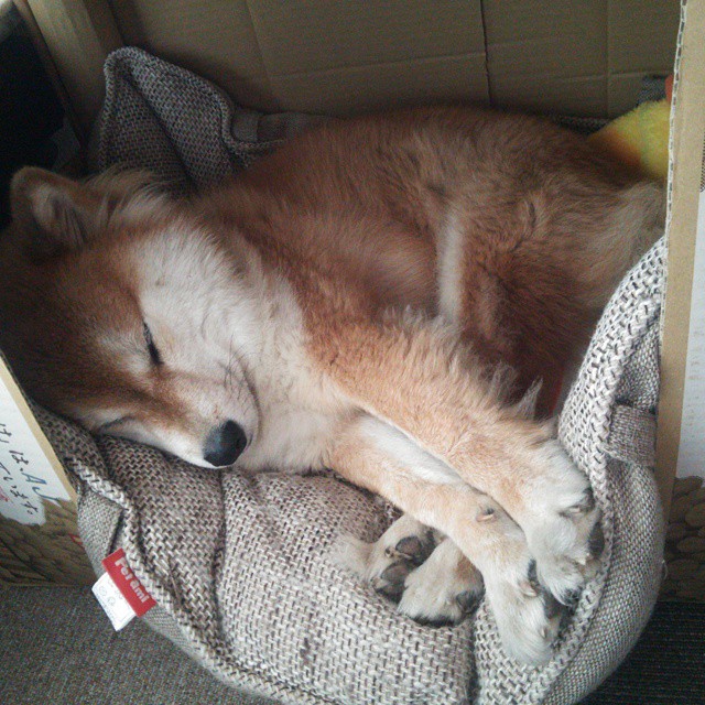 九游sports-足球社群生态建设进入数字化阶段，足球社群头像