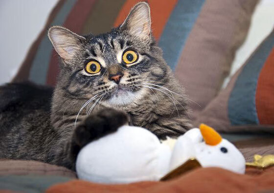 九游网-上海上港将迎来重要一战，全队士气高昂，上海上港赛程时间表