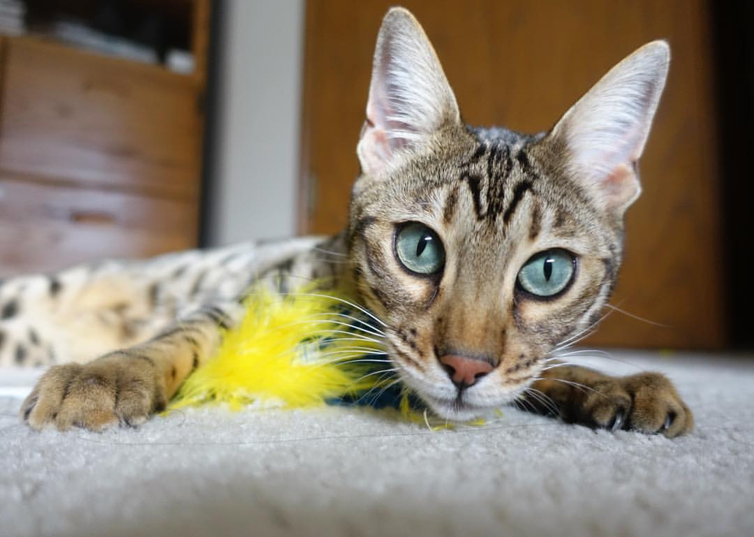 九游娱乐(jiuyou)官网-勇士主教练晒训练幕后花絮 备战做足功课，勇士教练历任主教练