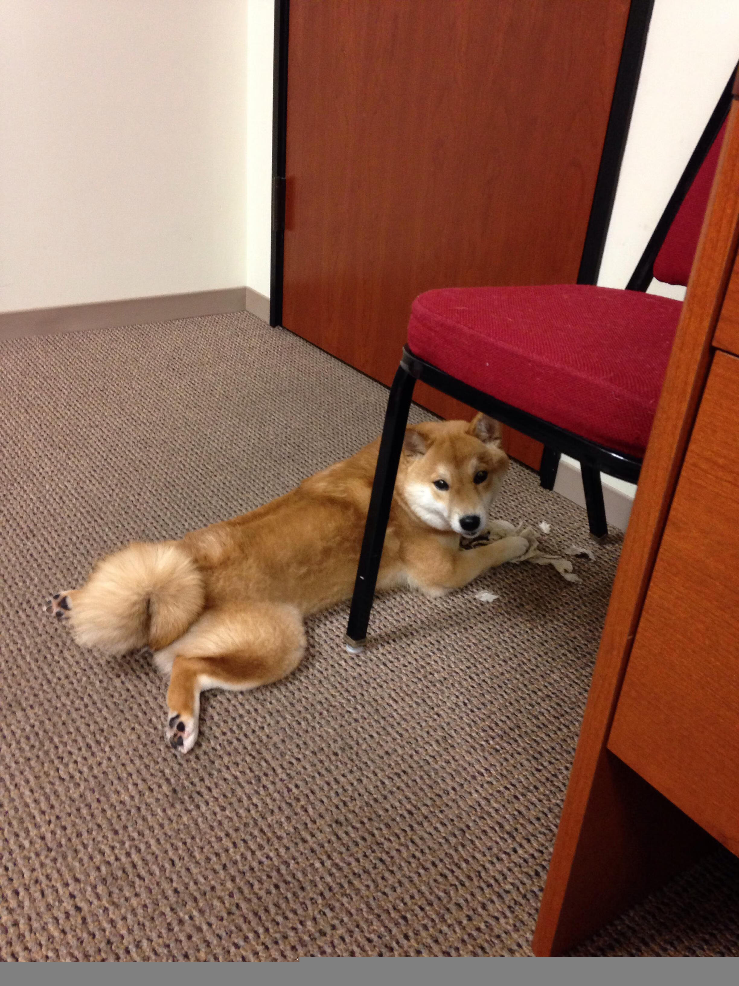 九游-法国主场力克乌克兰，实力依旧强大，法国队对乌克兰