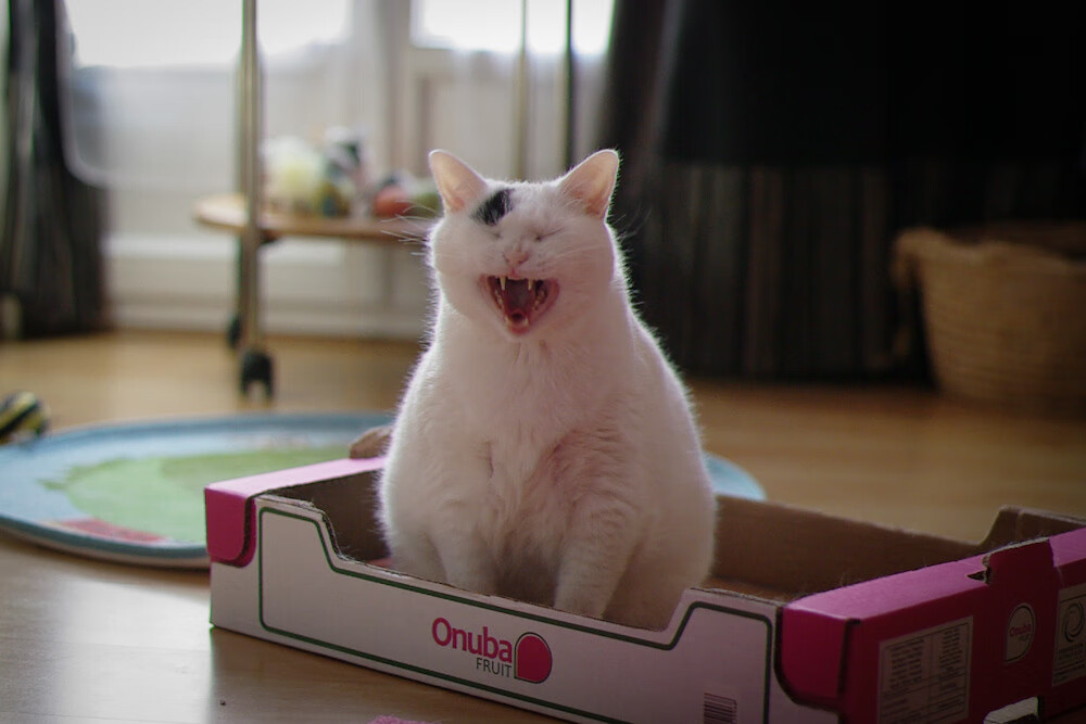 九游app官网下载-火箭队主教练调整阵容，迎来胜利转机，火箭队换主教练了吗