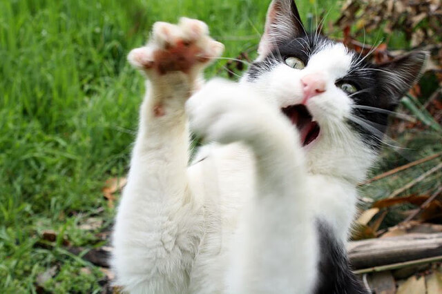 九游jiuyou-美国国家队备战奥运会，美国队奥运会强势项目