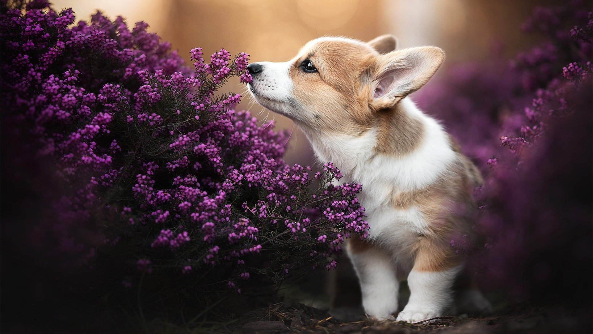 九游游戏中心-NBA球队进攻体系优化，nba球队历史进攻效率排行榜