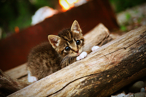 九游APP官网-“东安湖赛场：飞扬的风帆与激情的竞技”