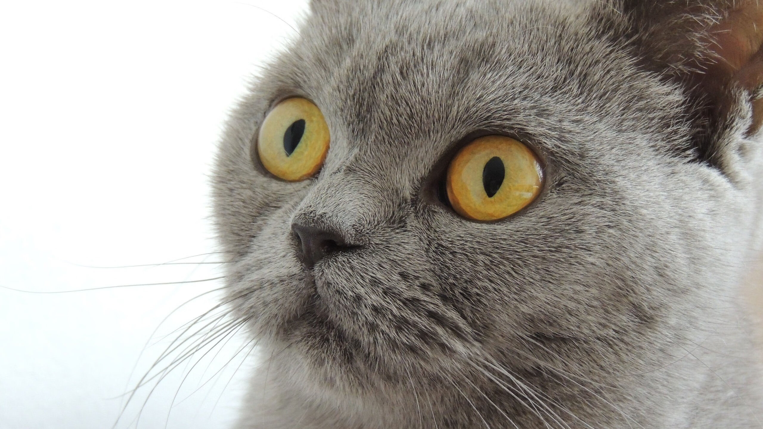 九游网页版官网入口-球队战术压制是否真的有效遏制对方锋线核心，全场压迫防守