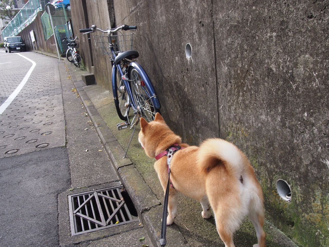 Jiuyou-世界杯高光集锦：超级进球、神级扑救精彩不断，世界杯进球合集