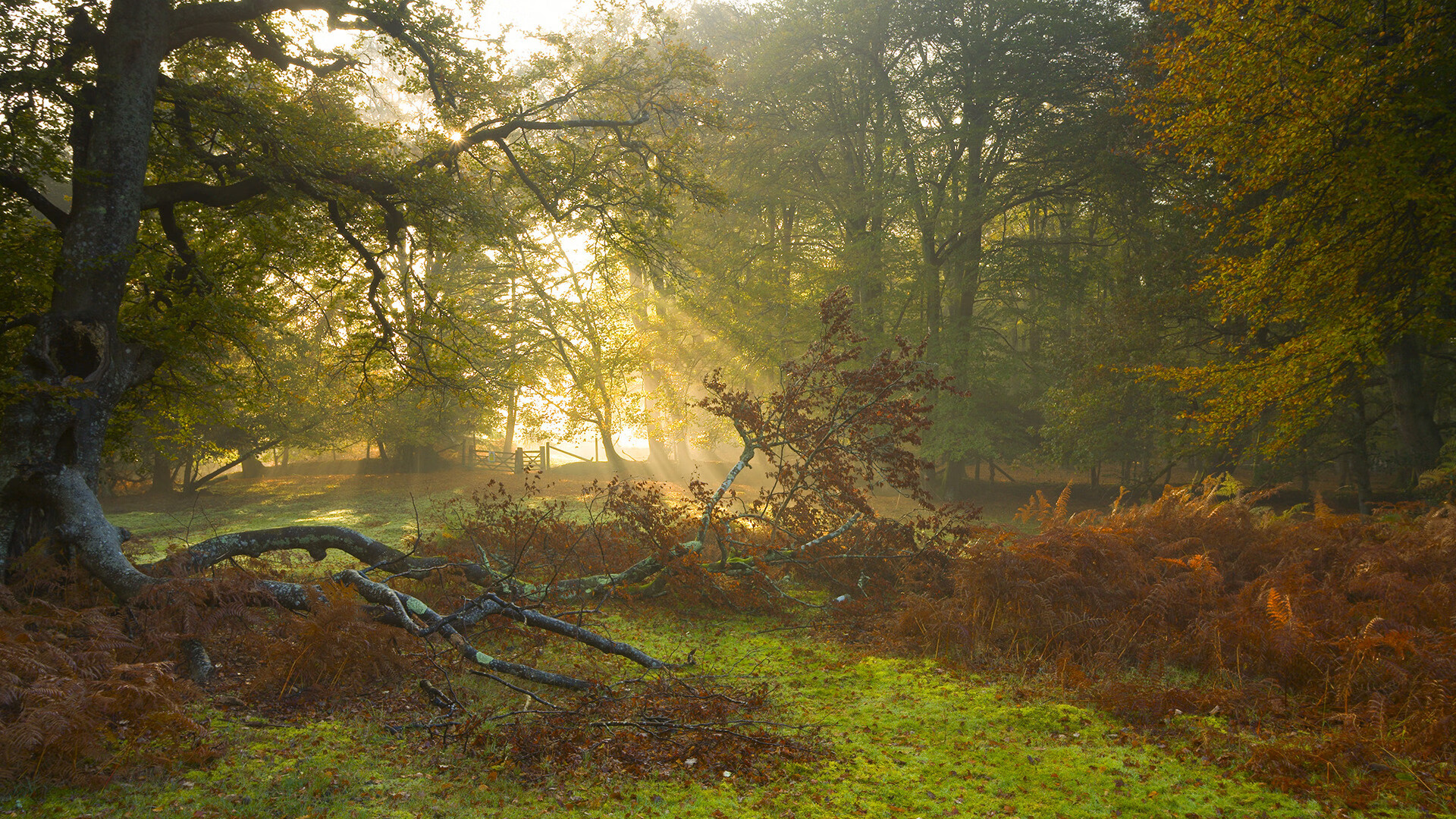 九游娱乐官网 (JIUYOU)-奥斯马尔·奥尔韦拉跳板动作协调优美