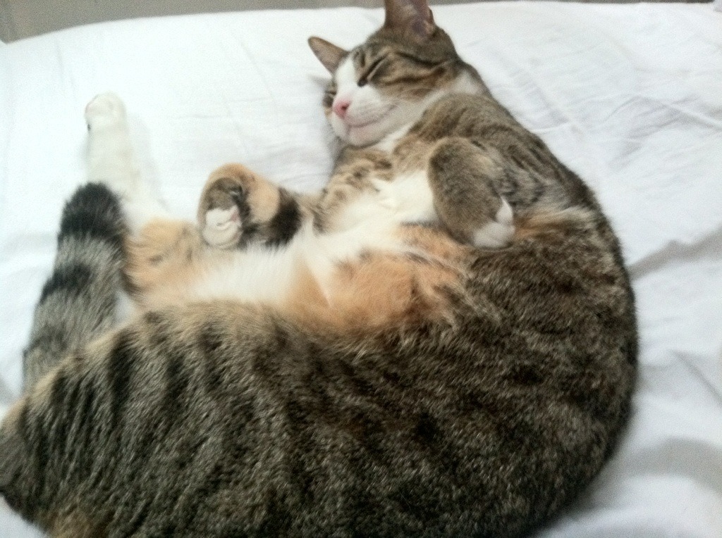 JIUYOU GAMING-德甲闪耀全场：流畅节奏、大开大合，德甲节奏快