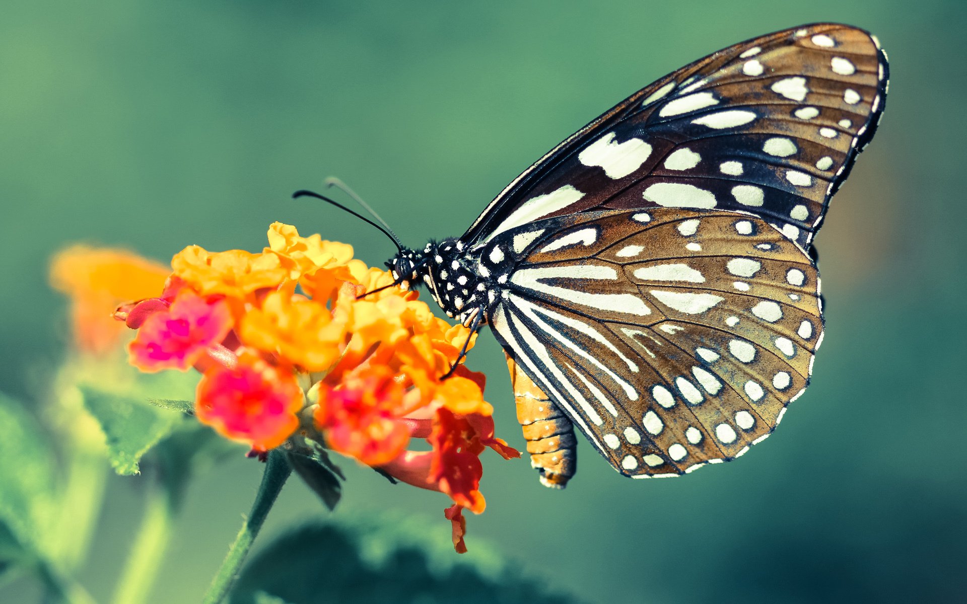 九游-火箭教练组分析对手录像制定精细策略，火箭教练团队组建完成