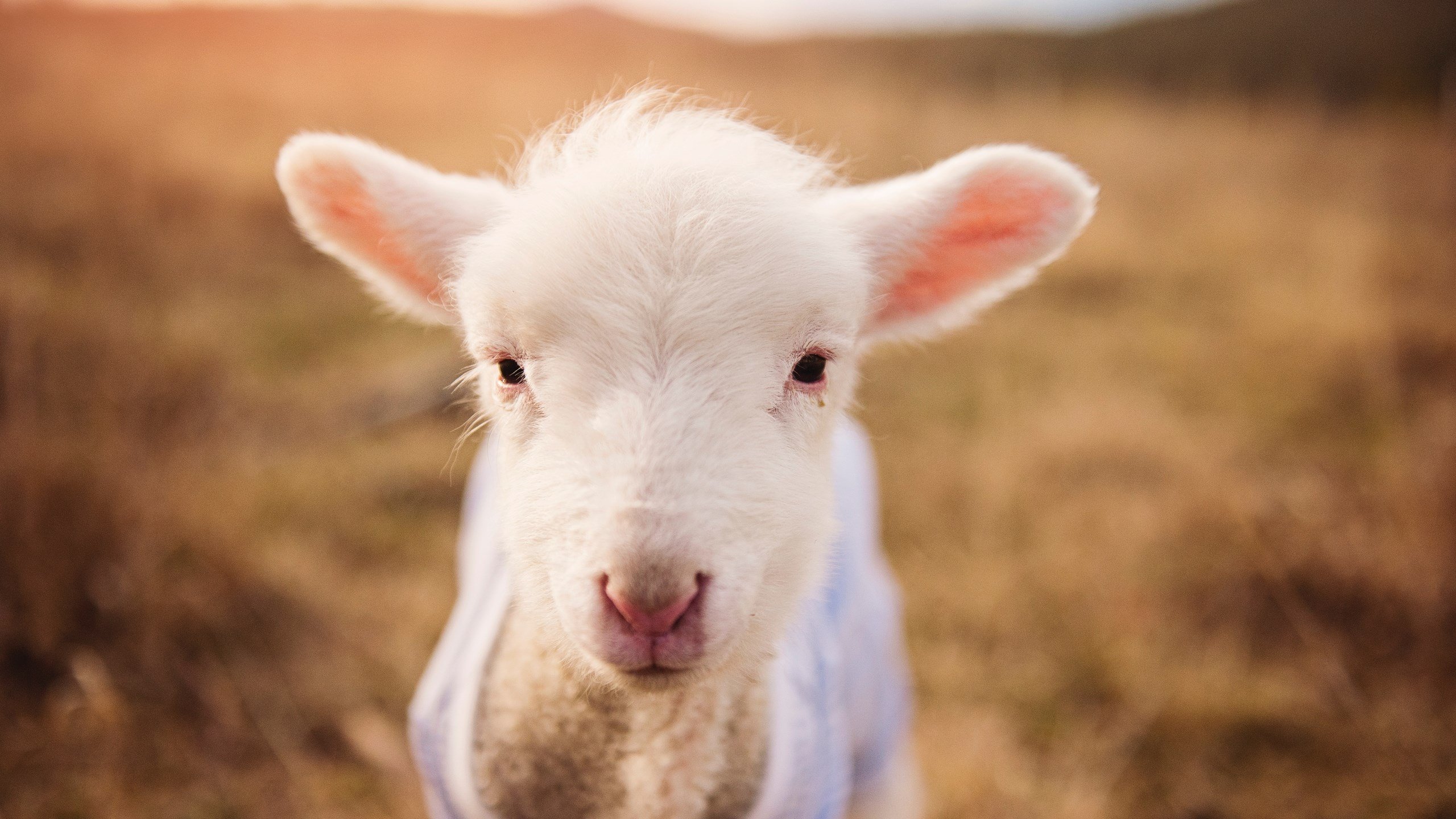 九游登录中心-蛙泳对决希腊女将勇夺小组第一，蛙泳冠军视频欣赏